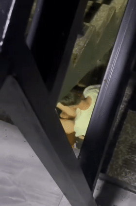猎奇小情侣在楼梯间啪啪,男的太弱了没艹几下鸡巴就软了,给你机会不中用啊,放开她让我来! - 截图8